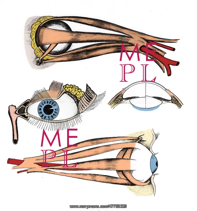 : Muscles of Eye, Illustration : Muscles of Eye, Illustration