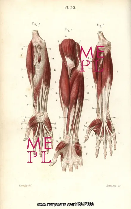 : Muscles of the forearm and wrist : Muscles of the forearm and wrist