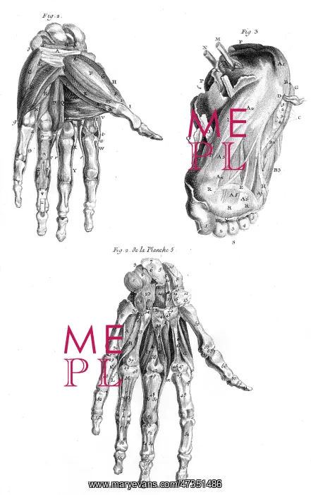 : MUSCLES OF HAND AND FOOT : MUSCLES OF HAND AND FOOT
