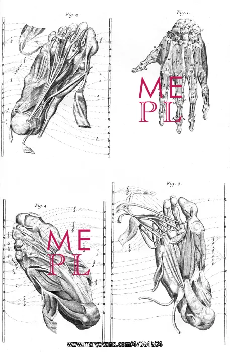 : MUSCLES OF HAND AND FOOT : MUSCLES OF HAND AND FOOT