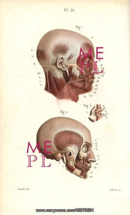 : Muscles of the head : Muscles of the head