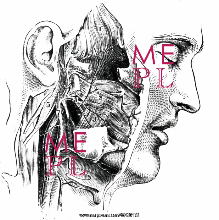  : Muscles of the head. Pterygoid region