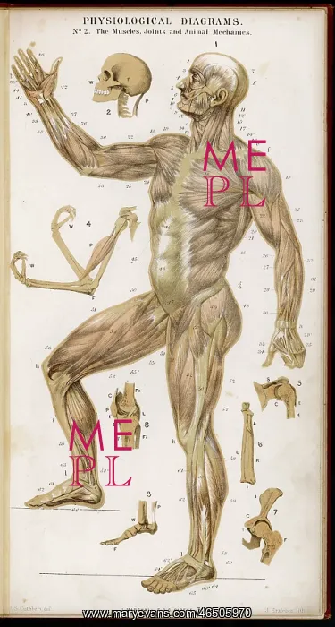 : Muscles of Human Body : Muscles of Human Body