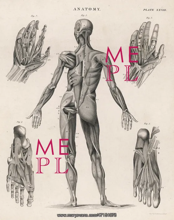 : Muscles of the human body : Muscles of the human body