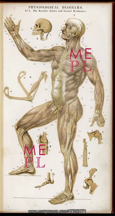 : Muscles of Human Body : Muscles of Human Body