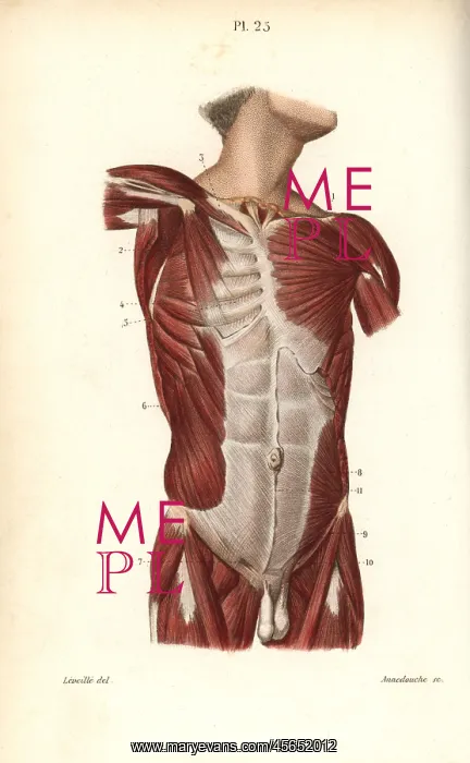 : Muscles of the male torso : Muscles of the male torso