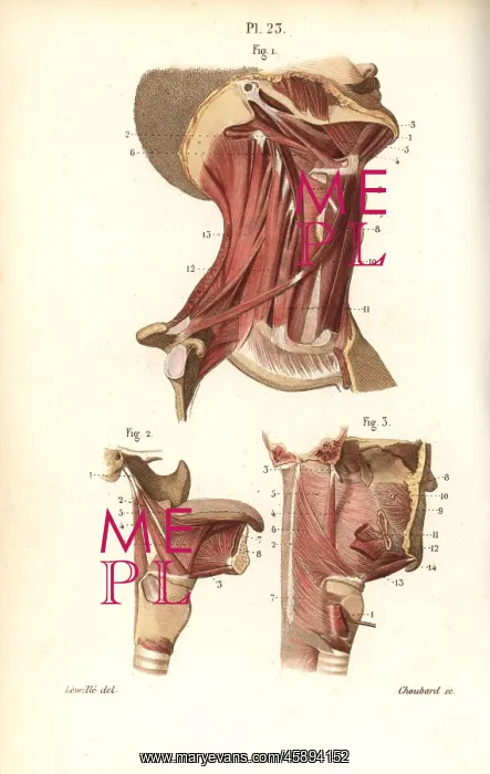 : Muscles of the neck, tongue and throat : Muscles of the neck, tongue and throat