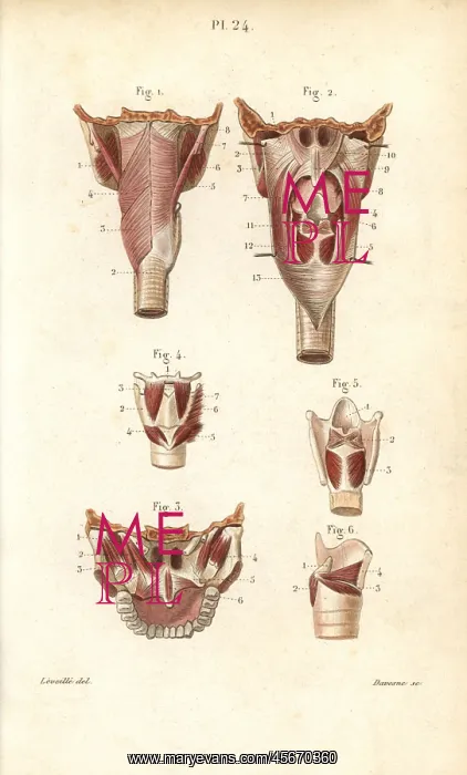 : Muscles of the pharynx and larynx : Muscles of the pharynx and larynx
