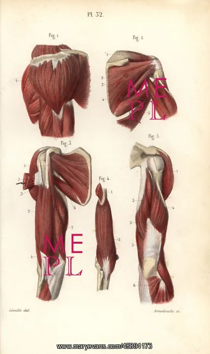 : Muscles of the shoulders and arms : Muscles of the shoulders and arms