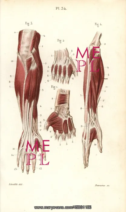 : Muscles and tendons of the forearm and hand : Muscles and tendons of the forearm and hand