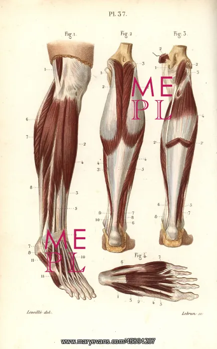 : Muscles and tendons of the leg and foot : Muscles and tendons of the leg and foot