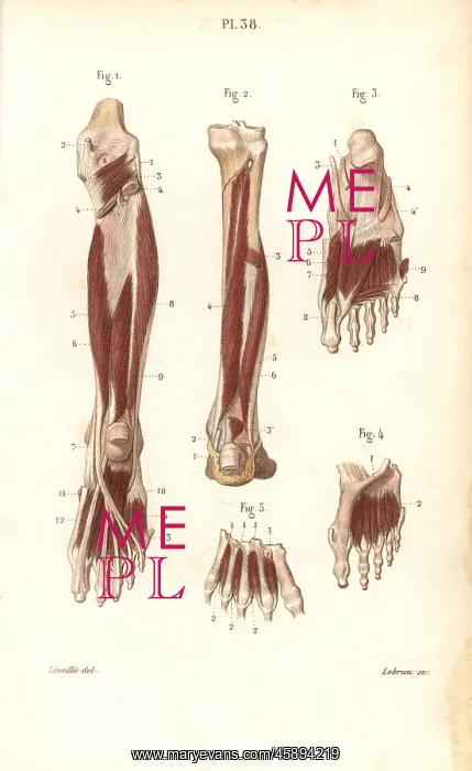 : Muscles and tendons of the leg and foot : Muscles and tendons of the leg and foot