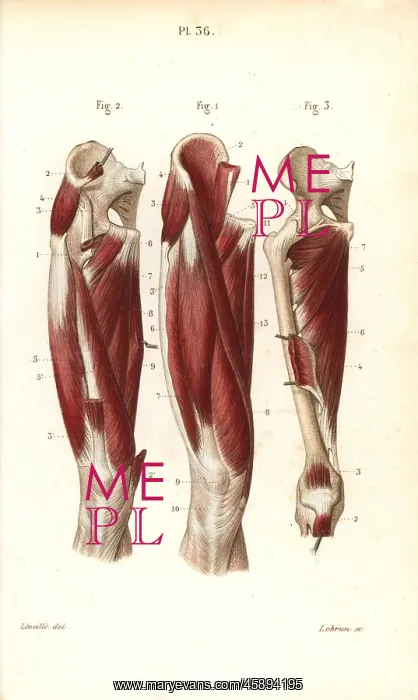 : Muscles and tendons of the thigh : Muscles and tendons of the thigh