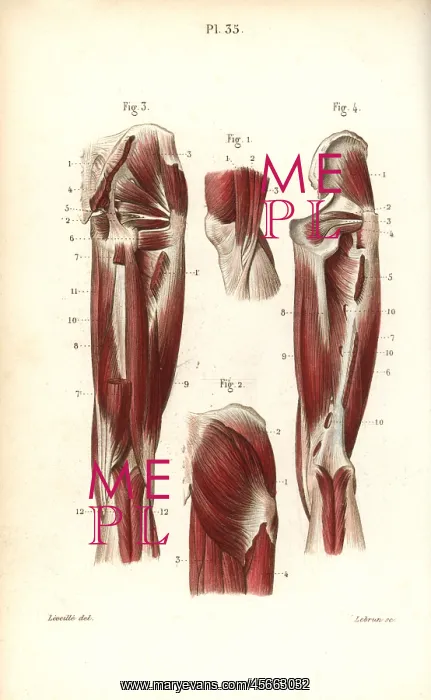 : Muscles and tendons of the thigh and knee : Muscles and tendons of the thigh and knee