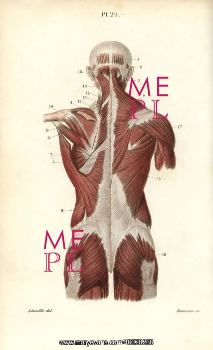 : Muscles of the back and torso : Muscles of the back and torso