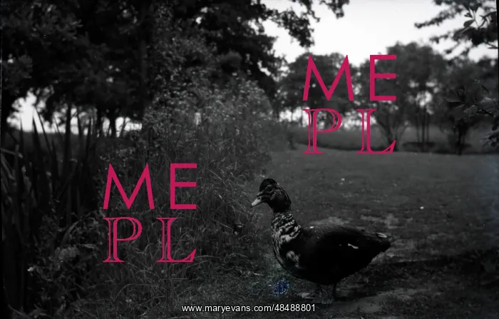 : Muscovy Duck, Sissinghurst, Kent : Muscovy Duck, Sissinghurst, Kent