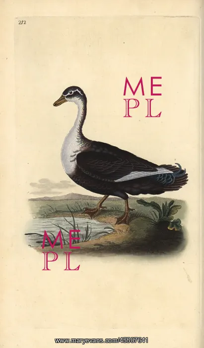 : Muscovy duck (variant), Cairina moschata : Muscovy duck (variant), Cairina moschata
