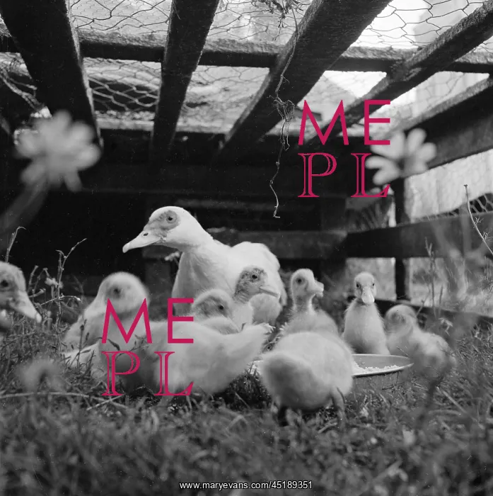  : Muscovy Ducks