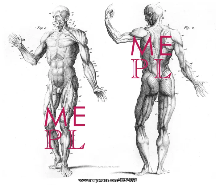 : The Muscular System of the Human Body : The Muscular System of the Human Body