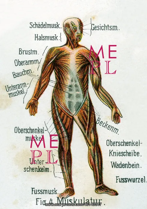 : Musculature, 1902 : Musculature, 1902