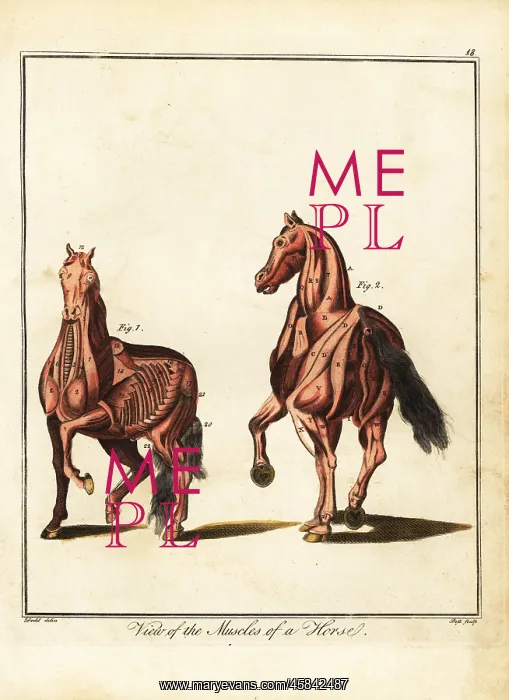 : Musculature of a horse : Musculature of a horse