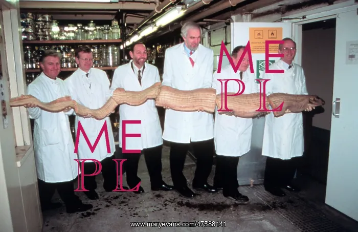 : Museum scientists holding Oarfish specimen : Museum scientists holding Oarfish specimen