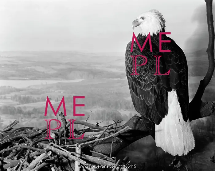 : Museum Setting View Of Bald Eagle : Museum Setting View Of Bald Eagle