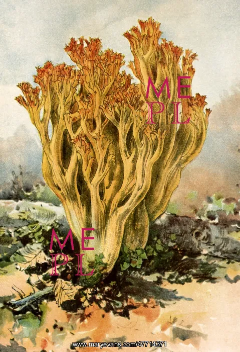  : Mushroom
