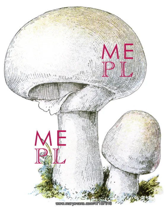 : Mushroom Agaricus : Mushroom Agaricus