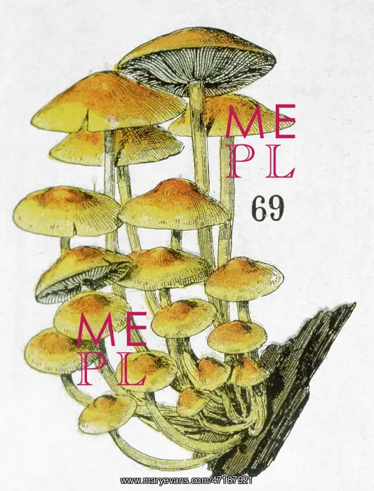 : MUSHROOM CLUSTER 19C : MUSHROOM CLUSTER 19C