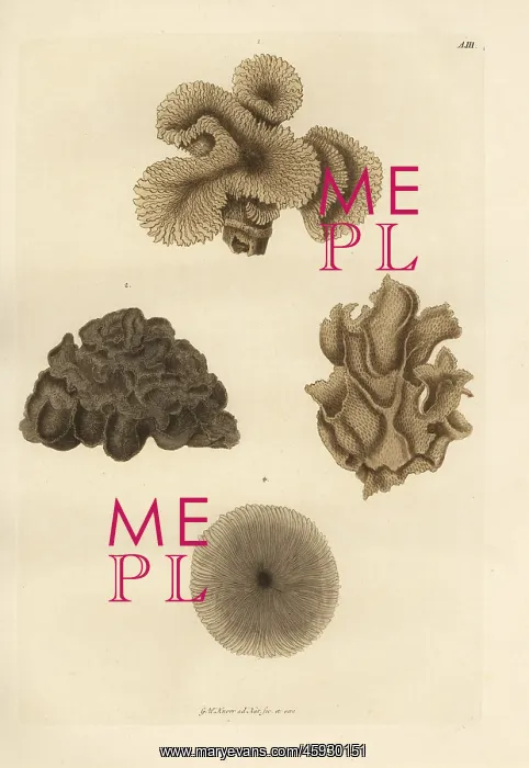 : Mushroom coral species : Mushroom coral species