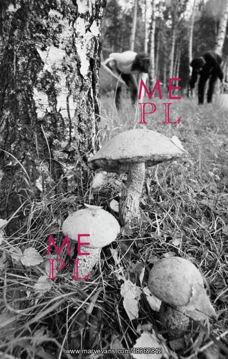 : Mushroom season : Mushroom season