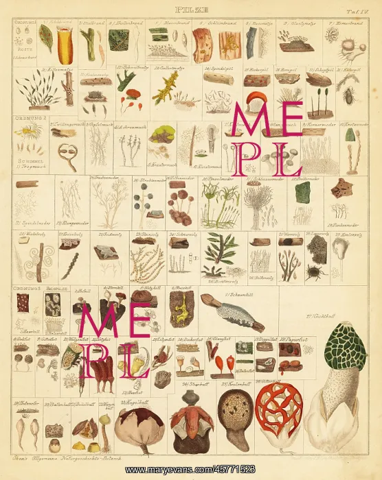 : Mushroom species : Mushroom species