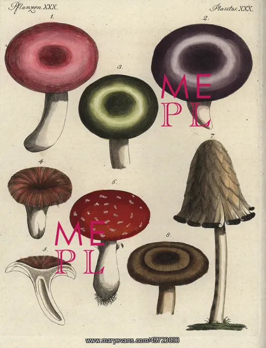: Mushroom varieties : Mushroom varieties