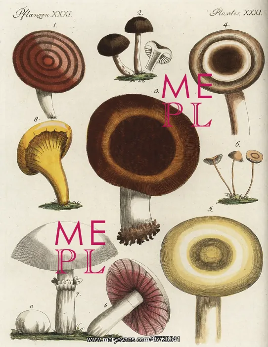 : Mushroom varieties : Mushroom varieties