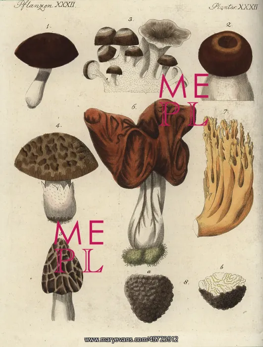 : Mushroom varieties : Mushroom varieties