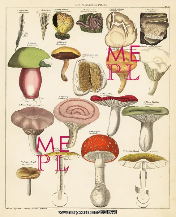 : Mushroom varieties : Mushroom varieties