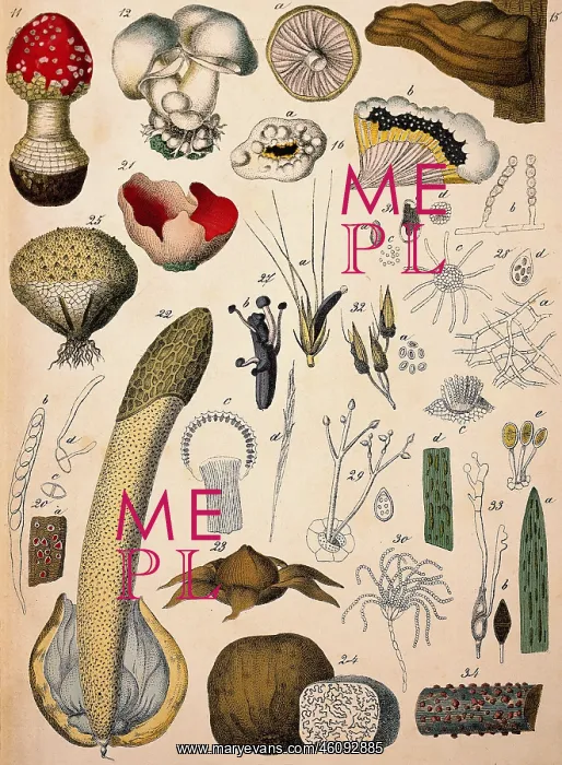 : Mushrooms. mushrooms, lithograph, Naturgeschichte des Pflanzenreichs : Mushrooms. mushrooms, lithograph, Naturgeschichte des Pflanzenreichs