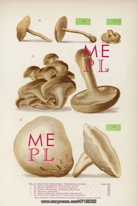 : Mushrooms. Varieties of mushroom - the three poisonous items are labelled in green : Mushrooms. Varieties of mushroom - the three poisonous items are labelled in green