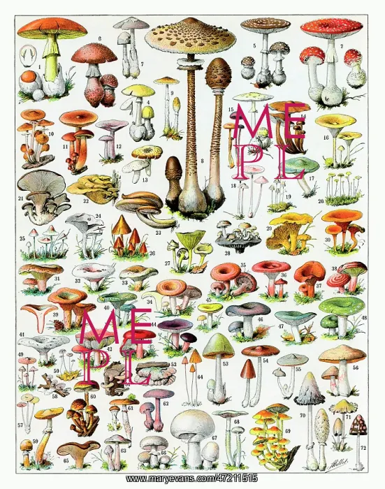 : Mushrooms. A large number of mushroom varieties