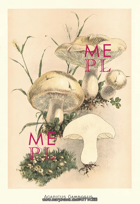  : Four Mushrooms