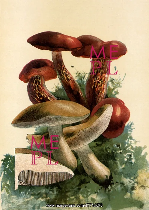  : Mushrooms
