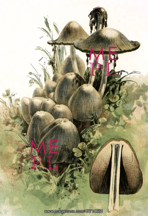  : Mushrooms