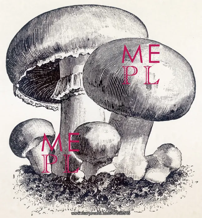 : Mushrooms : Mushrooms