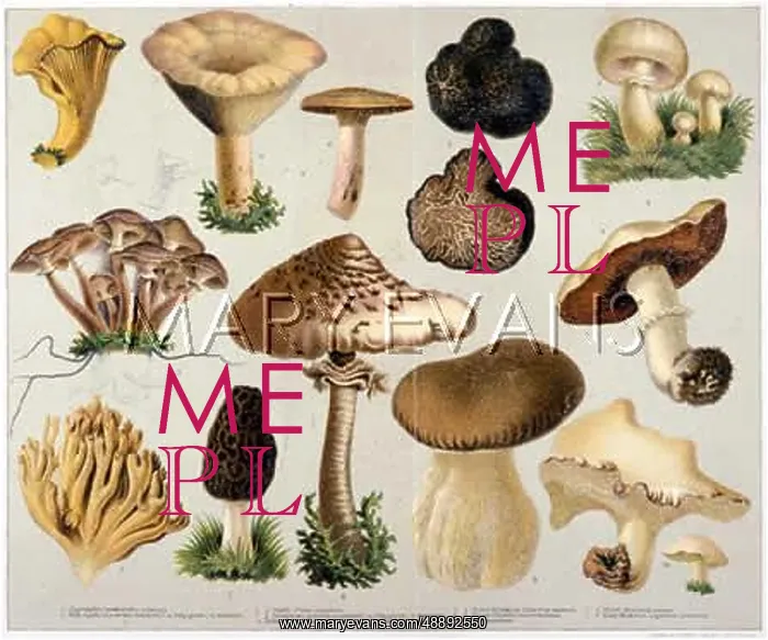 : MUSHROOMS EDIBLE 19C : MUSHROOMS EDIBLE 19C