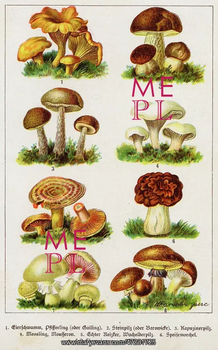  : MUSHROOMS GERMAN BOOK