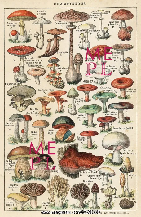 : Mushrooms Larousse - 1913 : Mushrooms Larousse - 1913