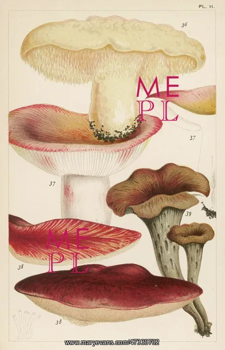  : MUSHROOMS / VARIOUS