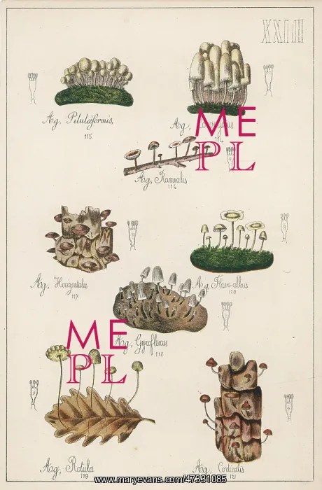 : MUSHROOMS / VARIOUS : MUSHROOMS / VARIOUS