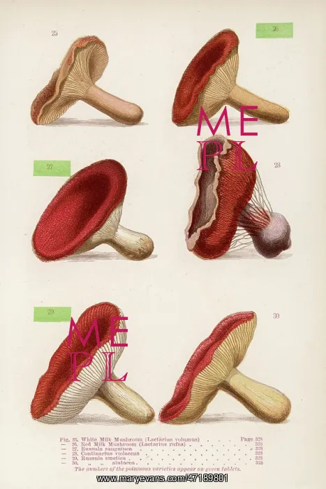 : MUSHROOMS WALSH 25-30 : MUSHROOMS WALSH 25-30
